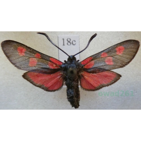Zygaena lonicerae (Scheven, 1777) Deutschland18c